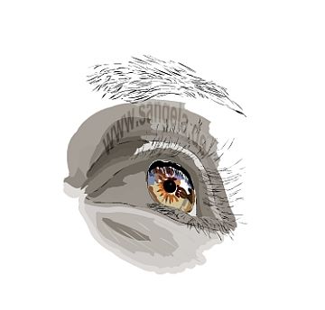 глаз человека нарисованный с помощью Flach программы