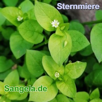 Sternmiere (Stellaria media)